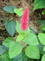chenille plant,Philippines Medusa, red hot cat's tail,آکالیفای ساندری
